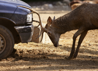Mají vaši klienti pojištěné auto na střet se zvěří? stret_zver